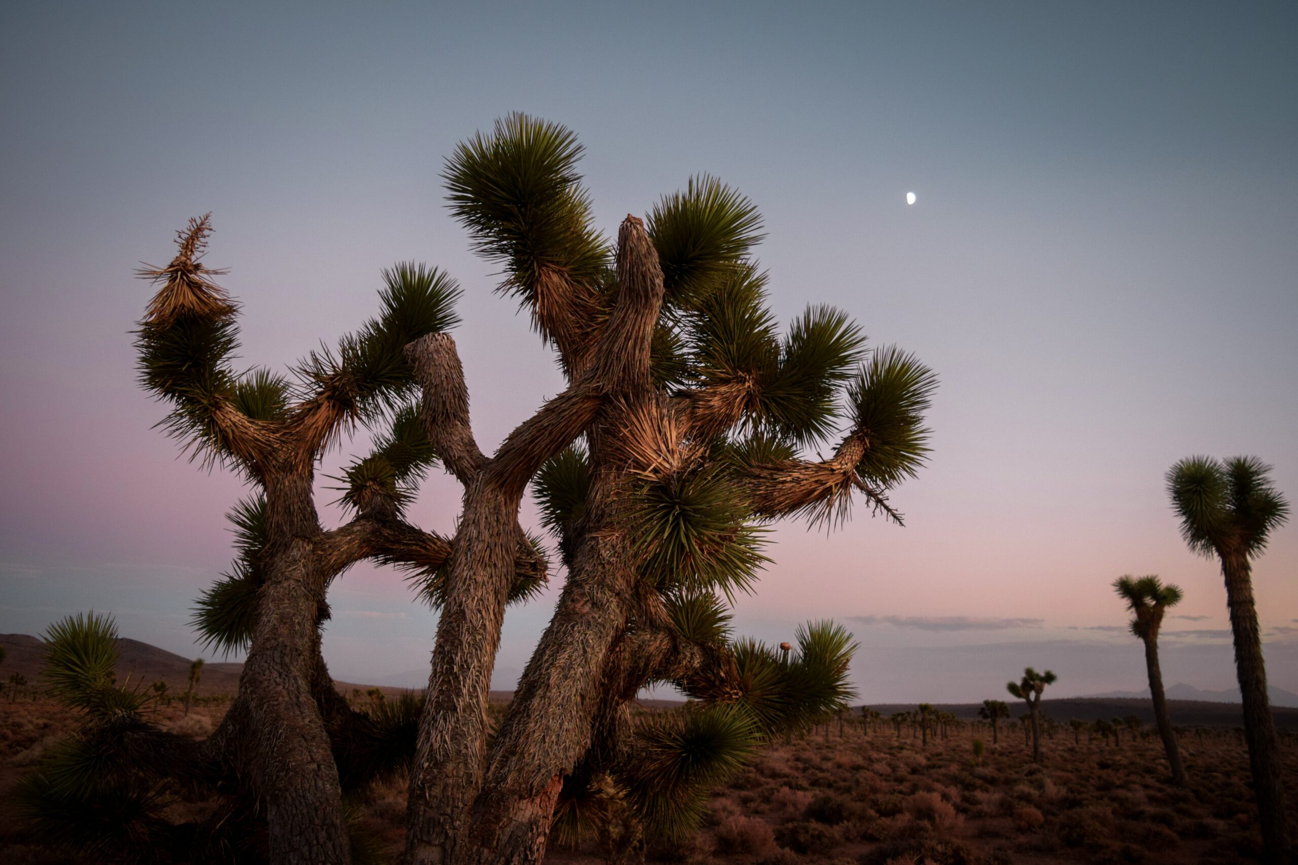 News - Joshua Tree RV & Campground : Joshua Tree RV & Campground